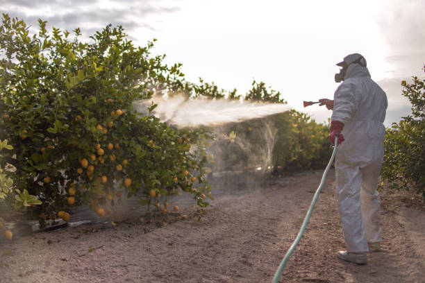 Best Termite Control Services  in Johnsonville, SC