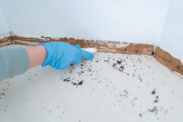 Wasp Removal Services in Johnsonville, SC